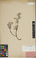 Foto von Salix lapponum L.